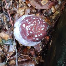 Attēlu rezultāti vaicājumam “Cortinarius praestans”