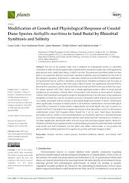 Attēlu rezultāti vaicājumam “Anthyllis maritima”