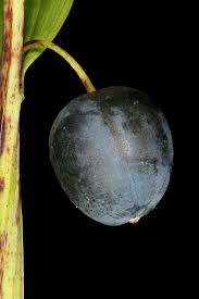 Attēlu rezultāti vaicājumam “Polygonatum odoratum fruit”
