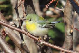 Image result for Parula americana