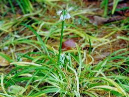 Attēlu rezultāti vaicājumam “Liliaceae”