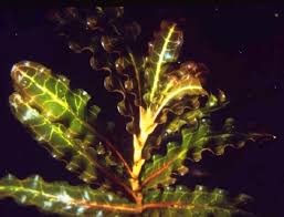 Attēlu rezultāti vaicājumam “Potamogeton compressus leaf”