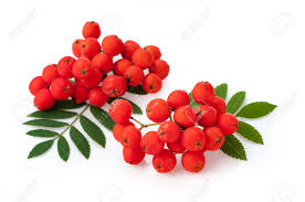 Attēlu rezultāti vaicājumam “Sorbus aucuparia fruit”