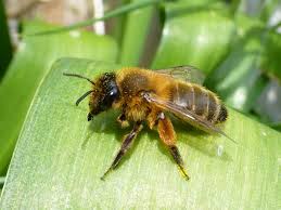 Attēlu rezultāti vaicājumam “Andrena”