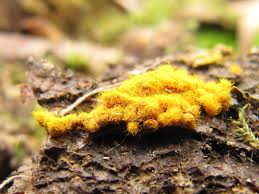 Attēlu rezultāti vaicājumam “Trichia scabra sessile”