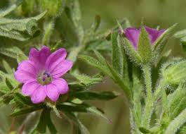 Attēlu rezultāti vaicājumam “Geranium dissectum flower”