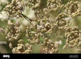 Attēlu rezultāti vaicājumam “Heracleum sphondylium subsp. sibiricum fruit”