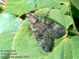 Attēlu rezultāti vaicājumam “Anaplectoides prasina”