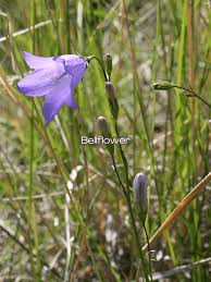 Image result for Campanula strigosa