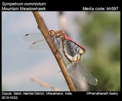 Attēlu rezultāti vaicājumam “Sympetrum”