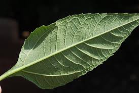 Attēlu rezultāti vaicājumam “Helianthus tuberosus leaf”