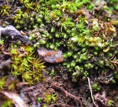 Attēlu rezultāti vaicājumam “Schistidium robustum sporophyte”