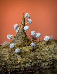 Attēlu rezultāti vaicājumam “Physarum bryocorticola macro”