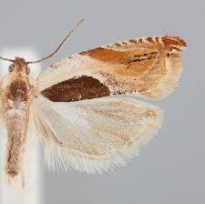 Attēlu rezultāti vaicājumam “Ancylis apicella”