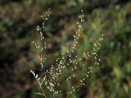Image result for Artemisia gmelinii