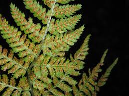 Attēlu rezultāti vaicājumam “Dryopteris dilatata”