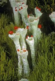 Attēlu rezultāti vaicājumam “Cladonia botrytes”