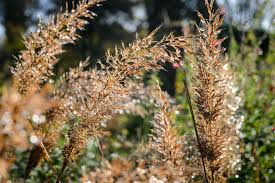 Attēlu rezultāti vaicājumam “Comatricha fragilis”