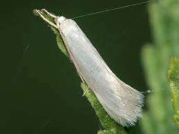 Attēlu rezultāti vaicājumam “Elachista argentella”