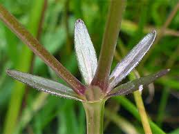 Attēlu rezultāti vaicājumam “Galium palustre leaf”