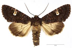 Attēlu rezultāti vaicājumam “Melanchra persicariae larva”