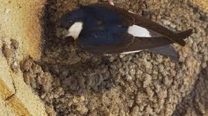 Attēlu rezultāti vaicājumam “Delichon urbicum nest”