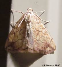 Attēlu rezultāti vaicājumam “Evergestis pallidata”