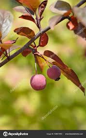 Attēlu rezultāti vaicājumam “Malus purpurea”