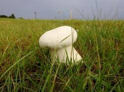 Attēlu rezultāti vaicājumam “Calvatia utriformis”