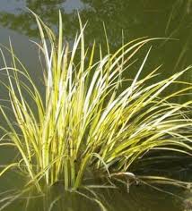 Image result for Acorus calamus