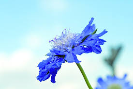 Image result for scabiosa caucasica