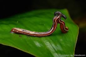 Attēlu rezultāti vaicājumam “Hirudinea”