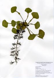 Attēlu rezultāti vaicājumam “Trapaceae”