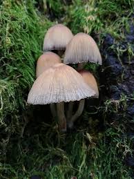 Attēlu rezultāti vaicājumam “Coprinus sp.”