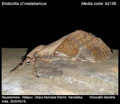 Attēlu rezultāti vaicājumam “Hepialidae”