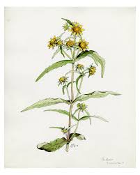 Attēlu rezultāti vaicājumam “Bidens cernua flower”
