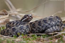 Attēlu rezultāti vaicājumam “Vipera berus adult”