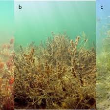 Attēlu rezultāti vaicājumam “Chara tomentosa”