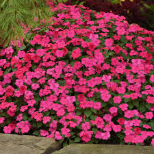Image result for Impatiens walleriana