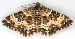 Attēlu rezultāti vaicājumam “Epirrhoe”