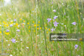 Image result for Campanula rapunculus