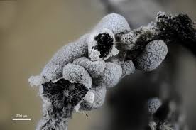 Attēlu rezultāti vaicājumam “Physarum, Nannengaella sp.”