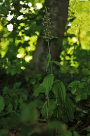 Attēlu rezultāti vaicājumam “Epipactis helleborine leaf”