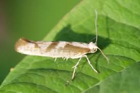 Attēlu rezultāti vaicājumam “Argyresthia albistria”