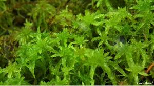 Attēlu rezultāti vaicājumam “Sphagnum austinii sporophyte”