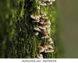 Attēlu rezultāti vaicājumam “Phleogena faginea stalked”