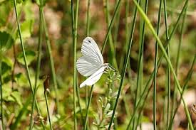 Attēlu rezultāti vaicājumam “Leptidea sinapis”