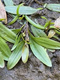 Attēlu rezultāti vaicājumam “Potamogeton gramineus”