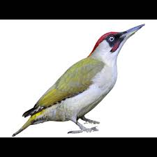 Attēlu rezultāti vaicājumam “Picus viridis nest”