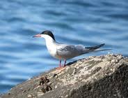 Image result for Sterna hirundo